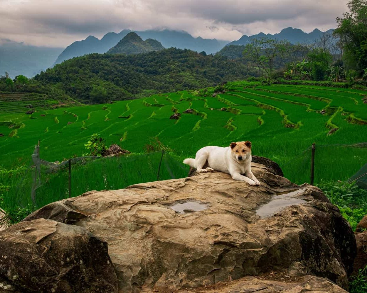vietnam-travel-photography-high-moutain-vietnamese-photographer-binh-dang-dog