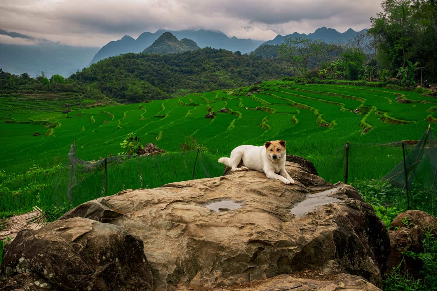 vietnam-travel-photography-high-moutain-vietnamese-photographer-binh-dang-dog
