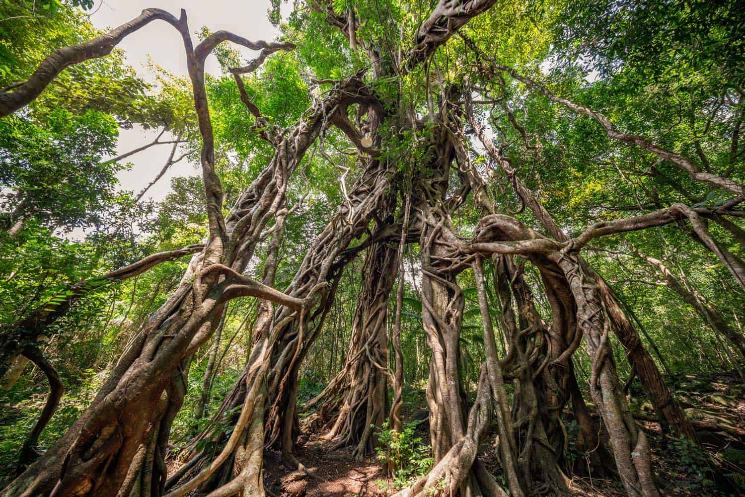 Vietnamese-based-photographer-binh-dang-giz-biodiversity-forest-ecosystem-photography-project-photo (5)