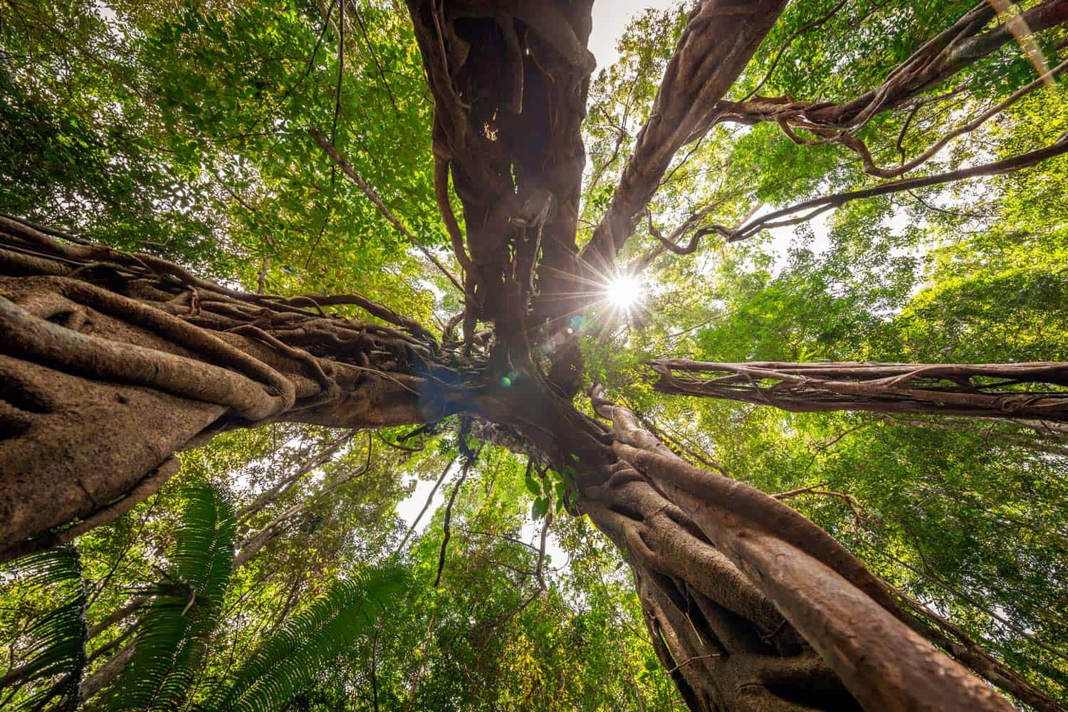 Vietnamese-based-photographer-binh-dang-giz-biodiversity-forest-ecosystem-photography-project-photo (6) Photography | Vietnam binhdang.me Vietnamese-based photographer